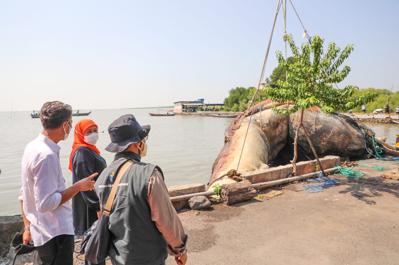 Kawal Evakuasi Bangkai Paus Balin, Gubernur Khofifah: Dibawa ke Museum Jatim Park untuk Wisata Edukasi