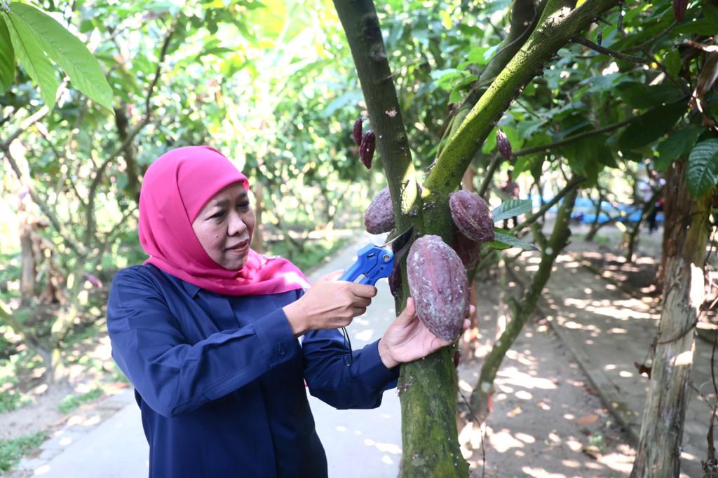 Kunjungi Desa Pendulum Devisa Kampung Coklat Blitar, Gubernur Khofifah : Terbukti Mampu Tingkatkan Kesejahteraan Masyarakat Sekitar