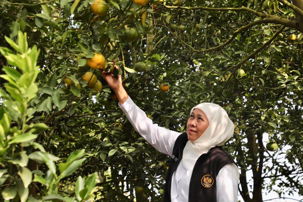 Kunjungi Wisata Petik Jeruk 55, Gubernur Khofifah Optimistis Jadi Magnet Baru Wisatawan di Kota Batu